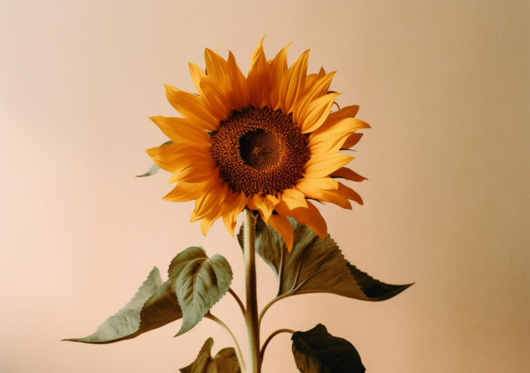 Outro nome do girassol: como se chama essa flor e curiosidades