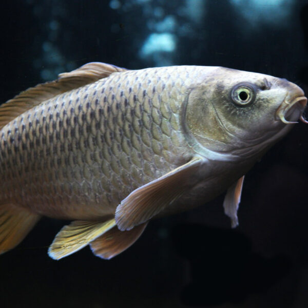Grande Peixe da América do Norte: Significado e Dicas para Passatempos