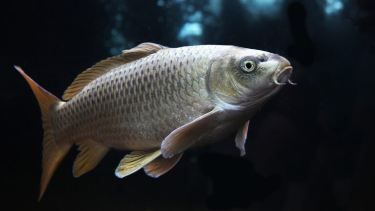 Grande Peixe da América do Norte: Significado e Dicas para Passatempos